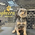 Bagheera Santander – Peluquería Canina en Santander