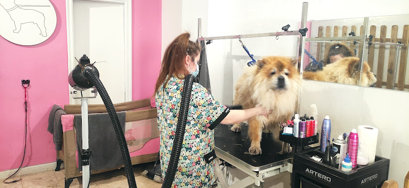 Barber Dog en Málaga