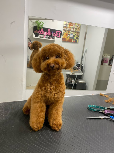 Barbulugo Peluqueria Canina (16€ Autoservicio) en Lugo