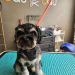 Baubau By Carolina Ferreira – Peluquería Canina en Llucmajor