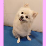 Beauty Pets – Peluquería Canina en Benalmádena