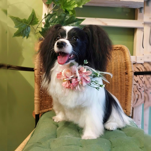 Beegroomer en Barcelona