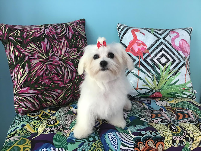 Belcan Pet Grooming en Barcelona