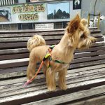Belice Salón Canino – Peluquería Canina en Langreo