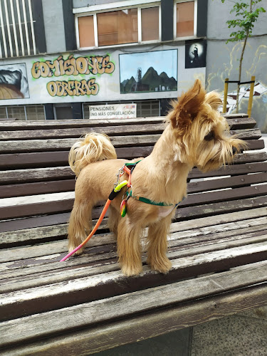 Belice Salón Canino en Asturias