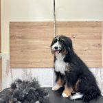 Bercans – Peluquería Canina en Palma