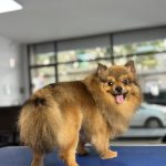 Bercans – Peluquería Canina en Inca