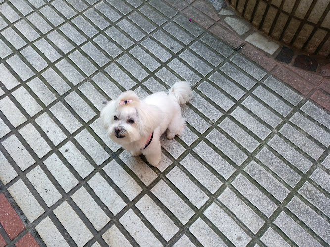 Bichos Peluqueria Canina en Cantabria
