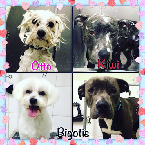 Bigotis en Barcelona