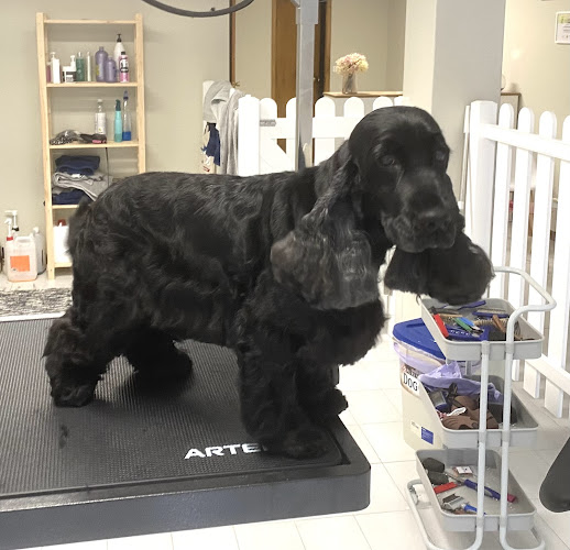 Bimba Peluquería Canina en Pontevedra