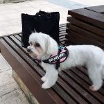 Bitxos – Peluquería Canina en Barakaldo