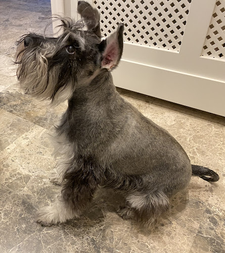 Blanqui Educación Canina Y Peluqueria en Zaragoza