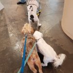 Bonnie And Clyde-Peluquería Canina – Peluquería Canina en Santander