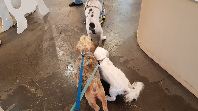Bonnie And Clyde-Peluquería Canina en Cantabria