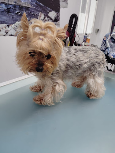 Boston Peluquería Canina Zaragoza en Zaragoza