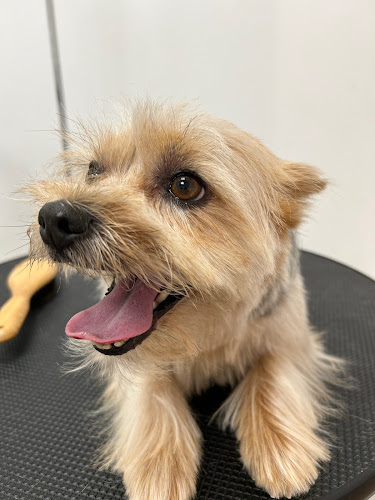 Branco Perruqueria Canina en Barcelona