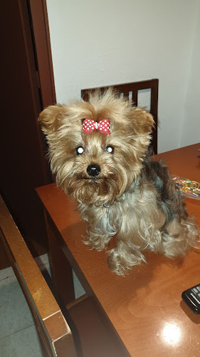 Bub Bub S.c.p. en Barcelona