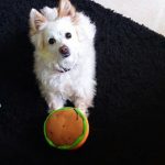 Bubbles Peluquería Canina – Peluquería Canina en Manacor