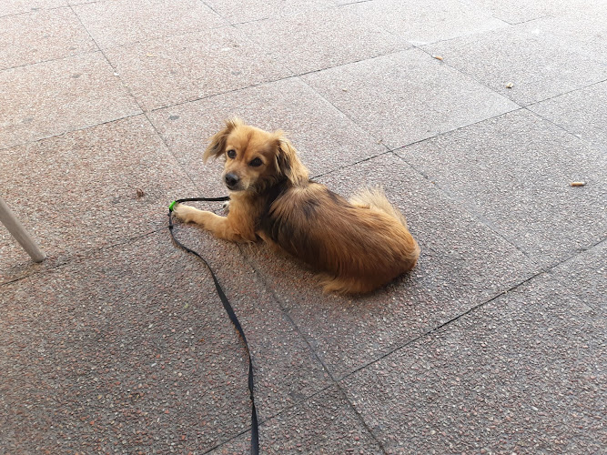 Buf Peluquería Canina en Barcelona
