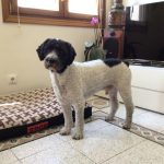 By Mascota Bilbao - Tienda Mascotas, Veterinaria Y Peluquería Mascotas – Peluquería Canina en Bilbao