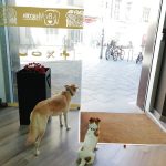 By Mascota Hospitalet - Veterinaria, Peluquería Mascotas & Tienda Mascotas – Peluquería Canina en L'hospitalet De Llobregat