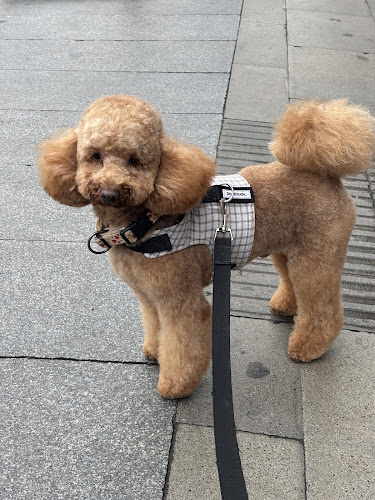 By Mascota Sants Barcelona - Tienda Mascotas, Consulta Veterinaria, Peluquería Canina en Barcelona