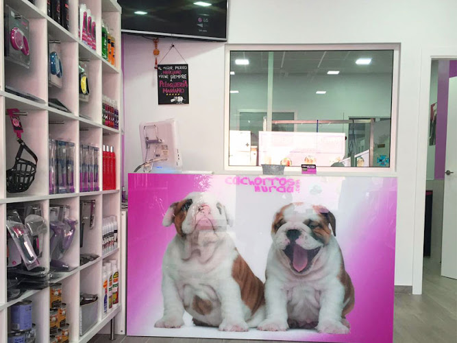 Cachorros Murcia en Murcia