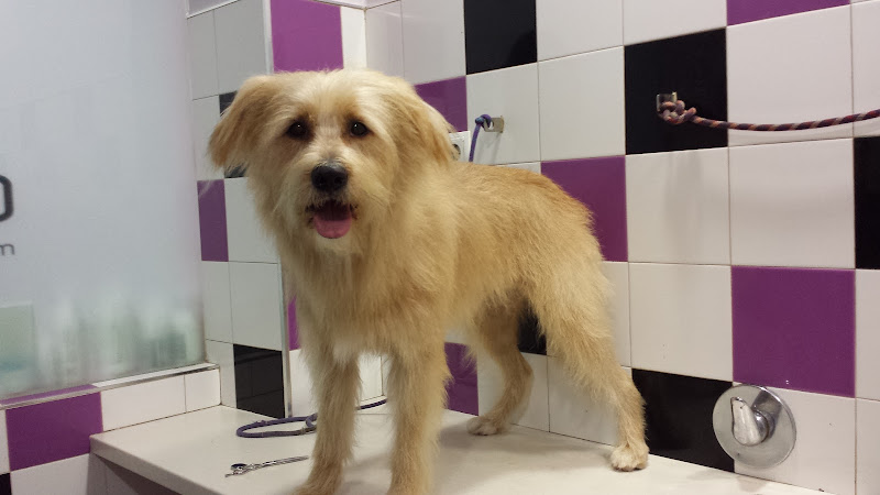 Cadell Mascotes & Complements Peluqueria Canina en Valencia