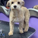 Caesar's Palace. Peluquería Canina – Peluquería Canina en Vecindario