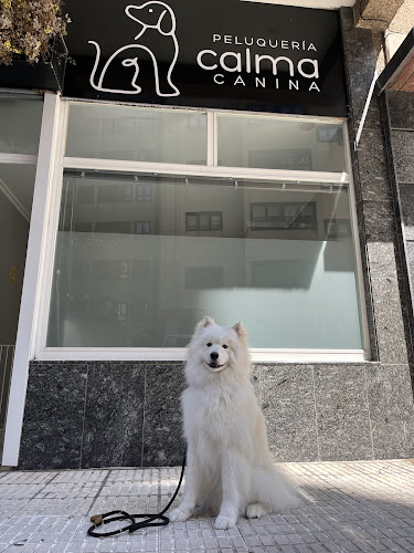 Calma Canina en A Coruña