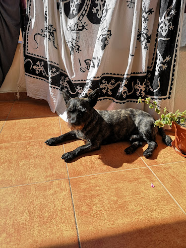 Can Doggy Ibizahappydog | Peluqueria Canina Ibiza Sant Jordi en Balearic Islands