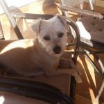 Can Nora – Peluquería Canina en Inca