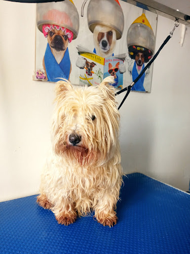 Can Puppy - Peluquería Canina Ibiza