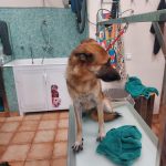 Canet Perruqueria D Animals – Peluquería Canina en Palma
