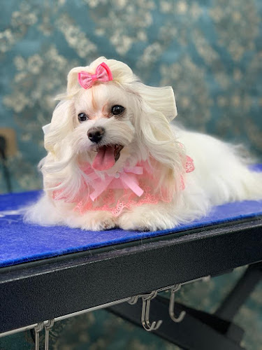 Caniches Pet Grooming en Madrid