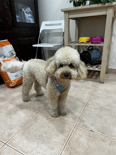 Canino Divino en Sevilla