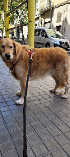 Canocan en Barcelona