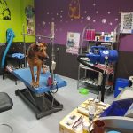 Cans I Moixos – Peluquería Canina en Palma