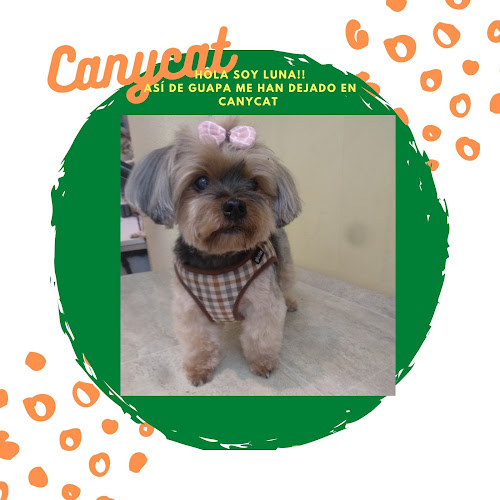 Canycat Peluquería Felina Y Canina en Alicante