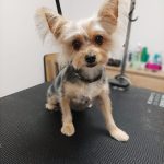 Cap I Cua – Peluquería Canina en Binissalem