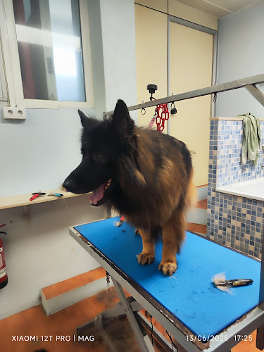 Cap I Cua Girona en Girona