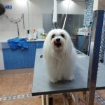 Cap I Cua Peluquería Canina – Peluquería Canina en Castellón De La Plana