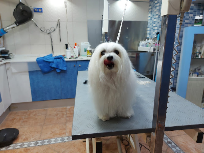Cap I Cua Peluquería Canina en Castellón