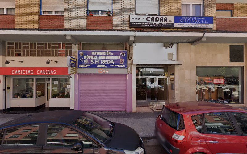 Caricias Caninas en Zaragoza