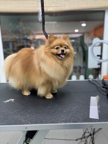 Carmen Rios Peluqueria Canina Y Felina en Alicante