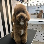 Cati Pascual Perruqueria Canina – Peluquería Canina en Alcúdia