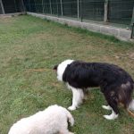 Centro Canino Alea Can – Peluquería Canina en Calahorra