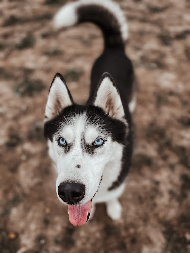 Centro Canino Ariñez en Álava