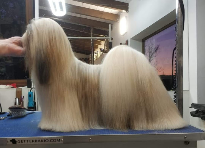 Centro Canino Birutxines By Álvaro García Groomer en León