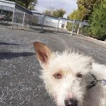 Centro Canino De Tudela – Peluquería Canina en Tudela